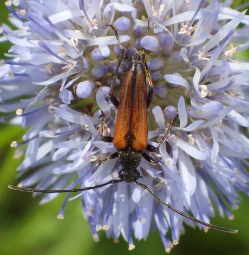 Réf. 323 032 : Stenurella sp.